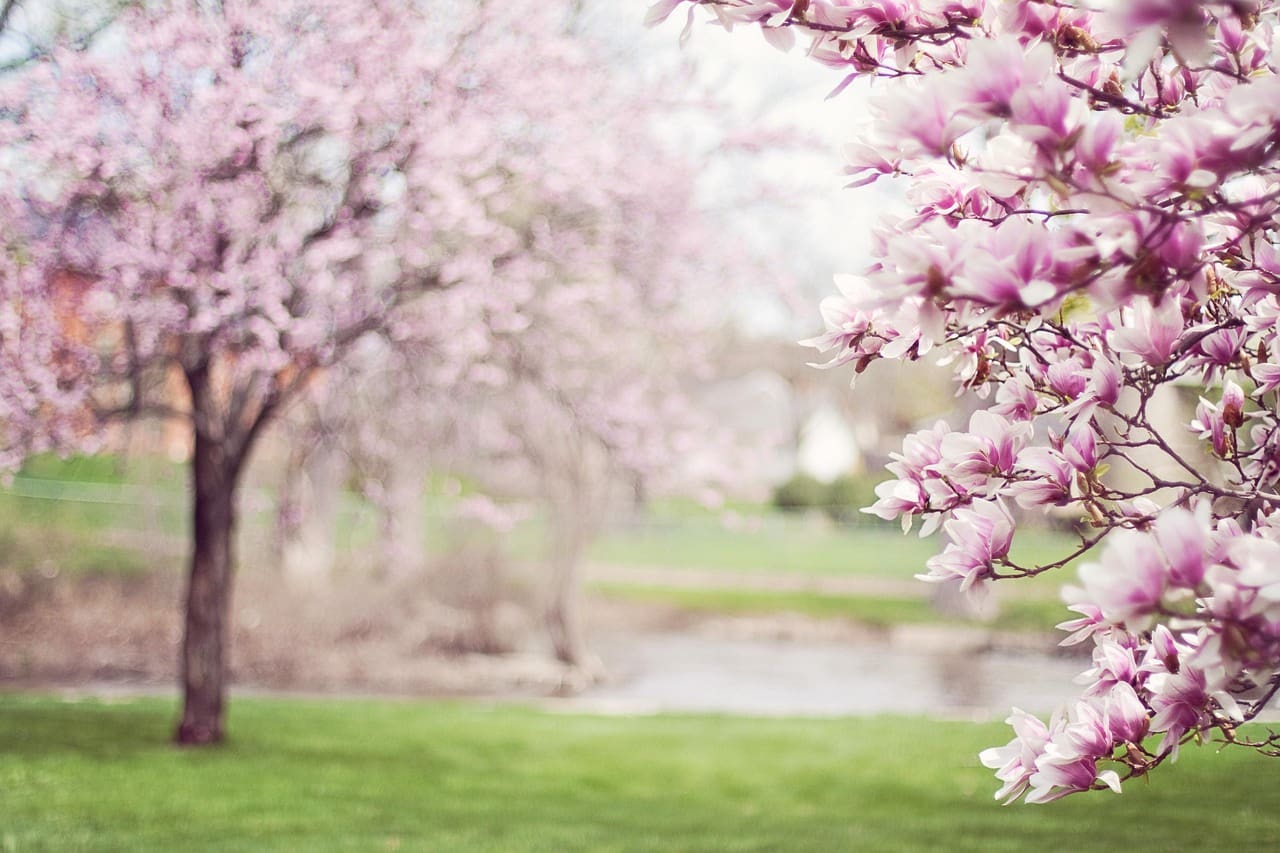 A tree with pink flowers in the middle of it